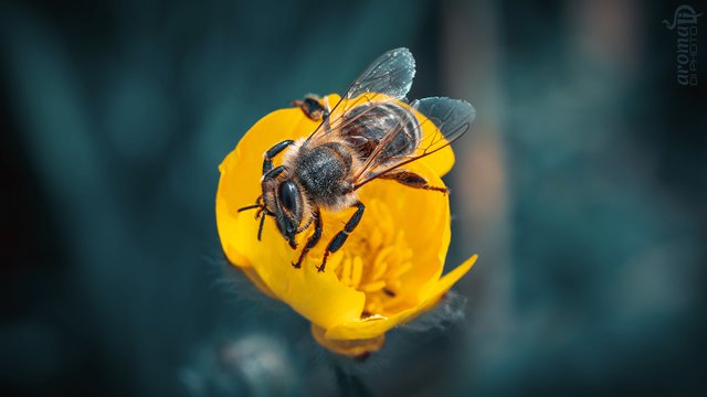 Bee.JPG