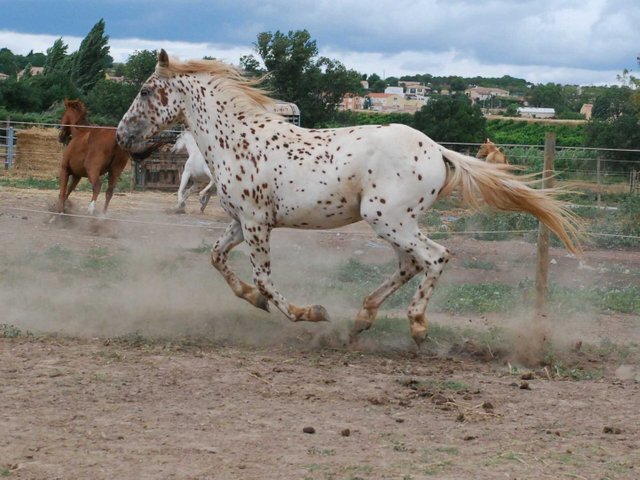 caballo-appaloosa-trotando 3.jpg