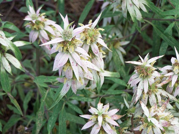 New Herb - Row 3, spotted bee balm1 crop September 2019.jpg