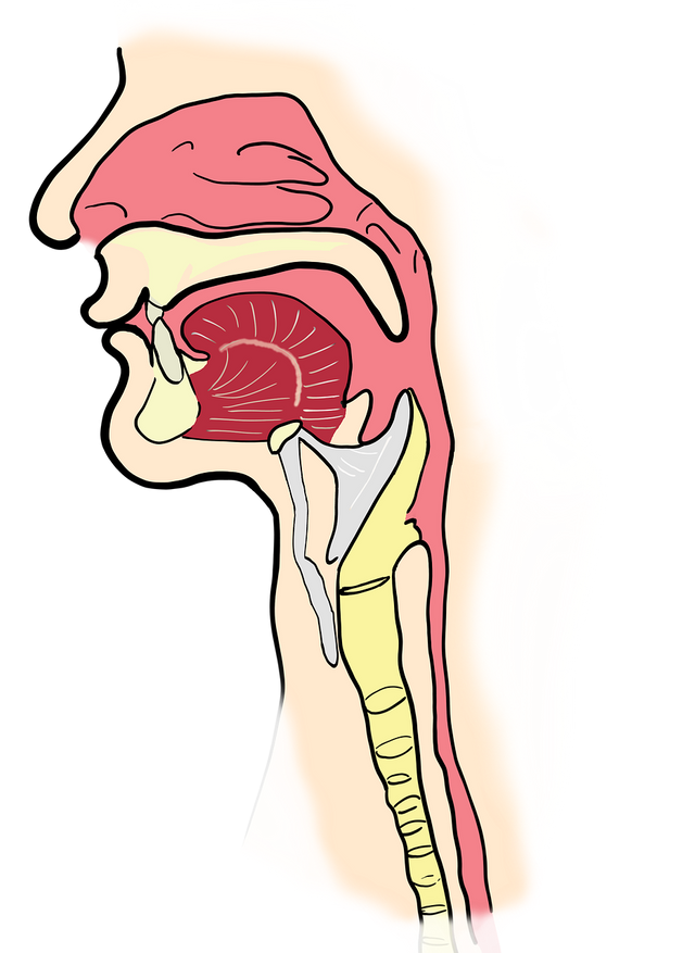 the-larynx-2381980_1280.png