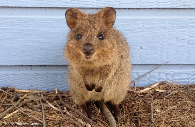 Quokka.jpg