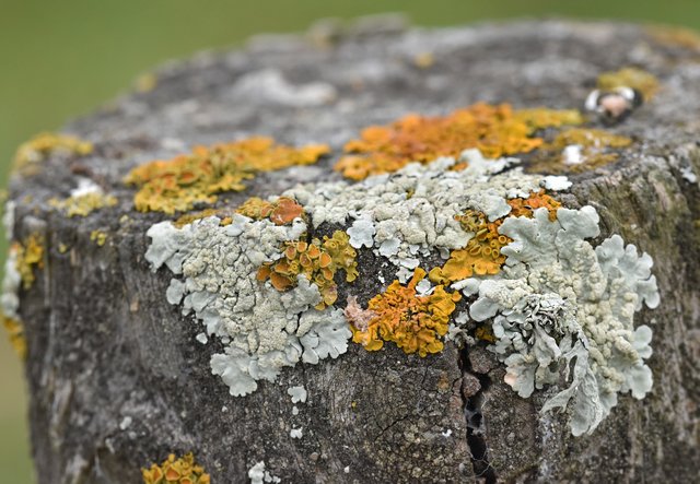 lichen pole 3.jpg