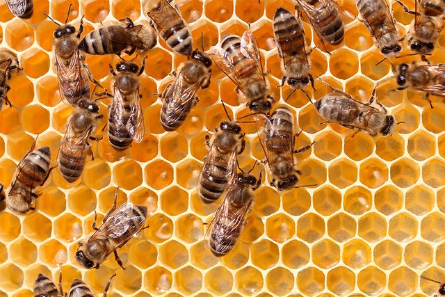 monitoring-beehives-bees.jpg