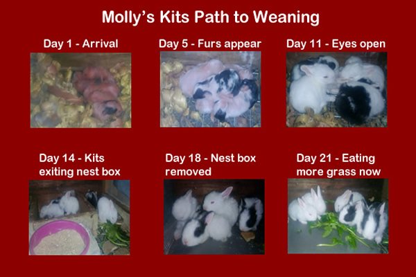 Mollys-Kit-Rabbit-Growth-Path-To-Weaning.jpg