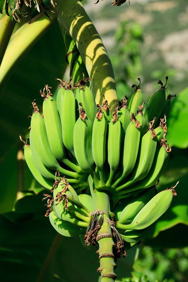 bananas-21686_1280.jpg