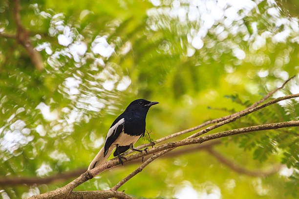 istockphoto-490886284-612x612.jpg