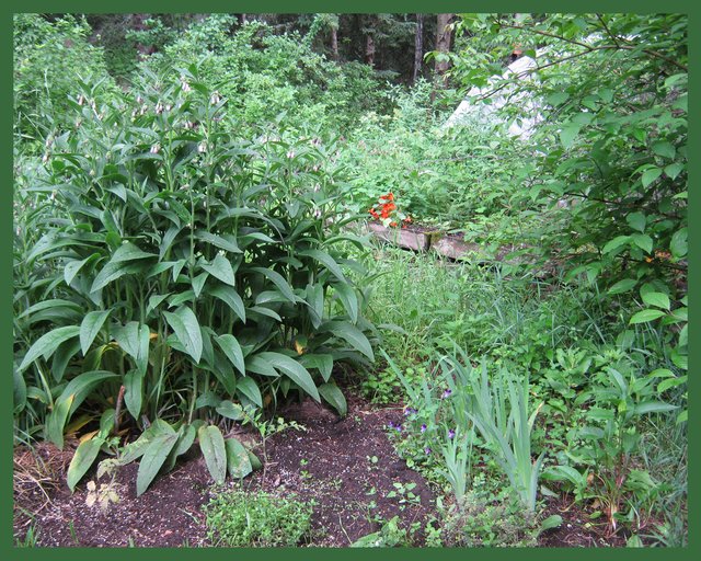 bed with comfrey in bloom.JPG