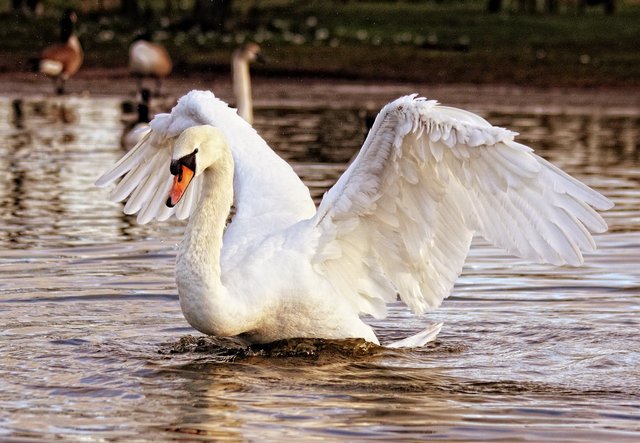 swan-839598_1280.jpg