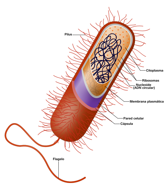 535px-Prokaryote_cell-es_svg.png