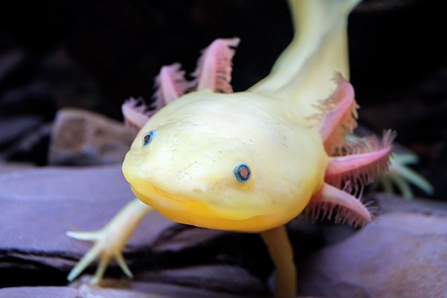 Axolotl-1.jpg