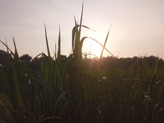 প্রকৃতি (2).jpg