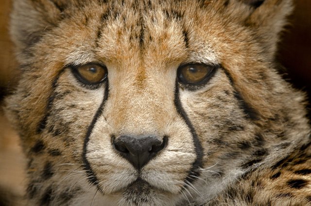 cheetah-cub-2818830_1280.jpg