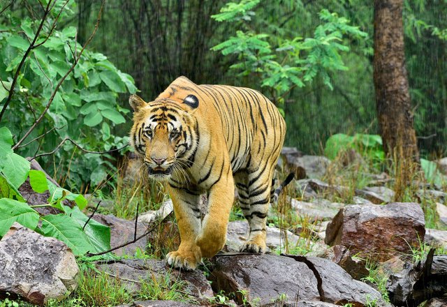 Bengal-tiger-Panthera-tigris-tigris-Maharastra-India.jpg