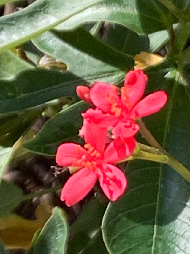 flower103.jpg
