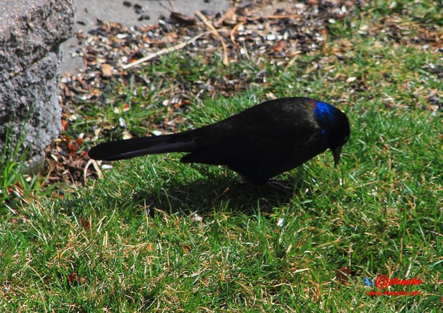 Common Grackle IMG_0118.JPG