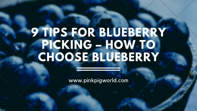 9 Tips For Blueberry Picking – How To Choose Blueberry.png