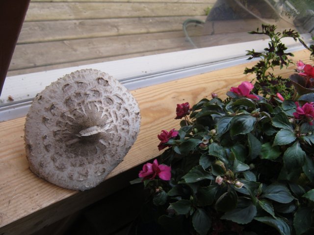 Large mushroom on ledge by double rose impatients.JPG