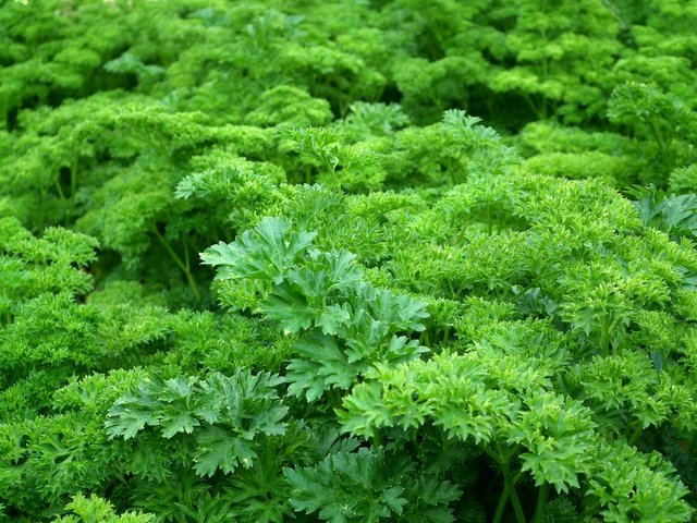 parsley-seasoning-greens-salad-60560.jpeg