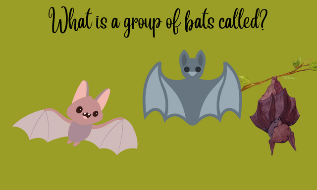 What is a group of bats called.png