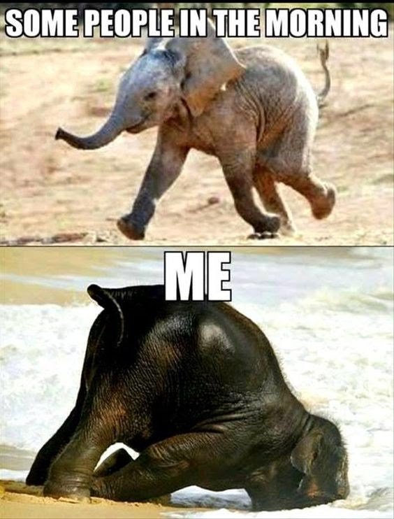 elephant-some-people-in-the-morning-me.jpeg