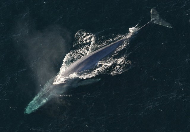 Copia de blue-whale-jpg.jpg