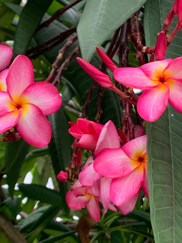 flower102.jpg