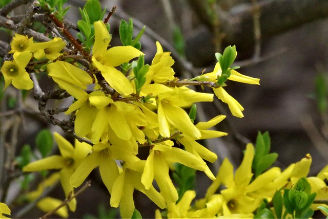 f 5 forsythia.jpg