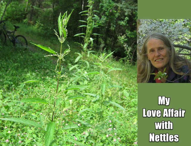 my love affair with nettles stinging nettle.JPG