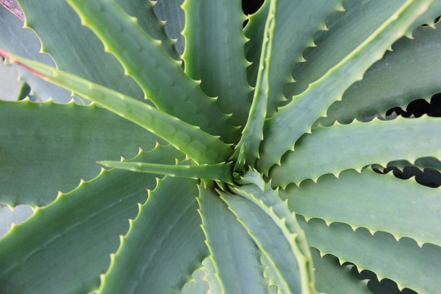 aloe-vera-678040_1920.jpg