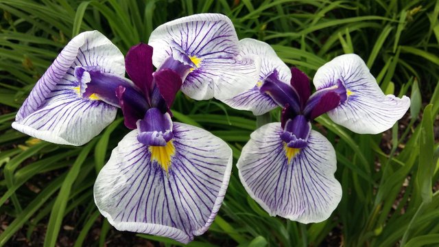 iris bunch.jpg