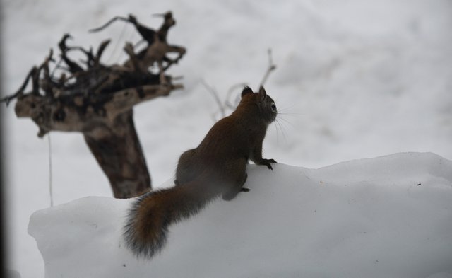 013 From 1-26-2019 squirrely.jpg