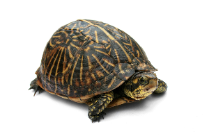 Box Turtle google images cropped.png