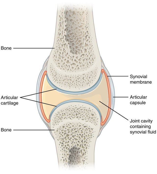 907_Synovial_Joints.jpg