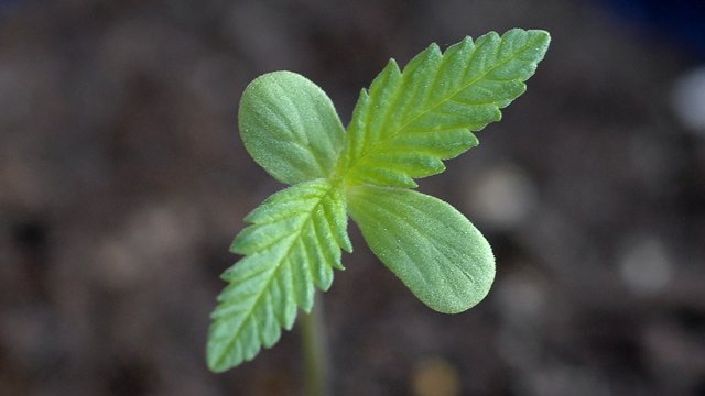 C_sativa_seedling.jpg