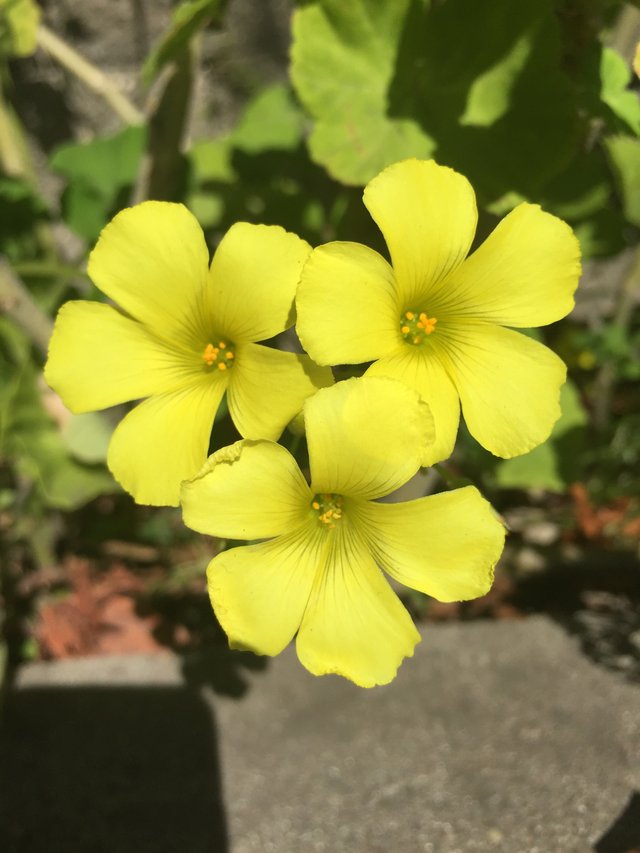 yellowheartshapedflower.jpg