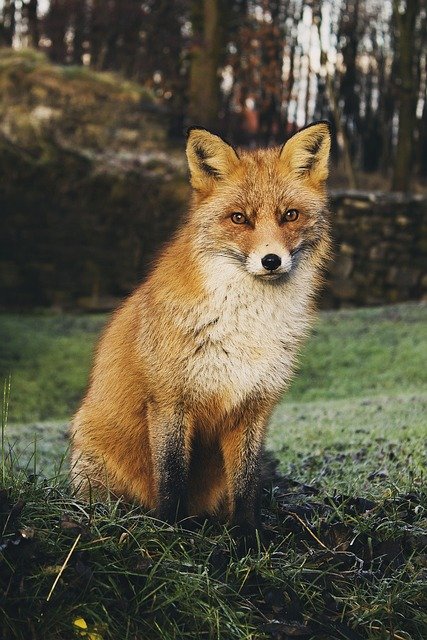 fox-1842565_640.jpg