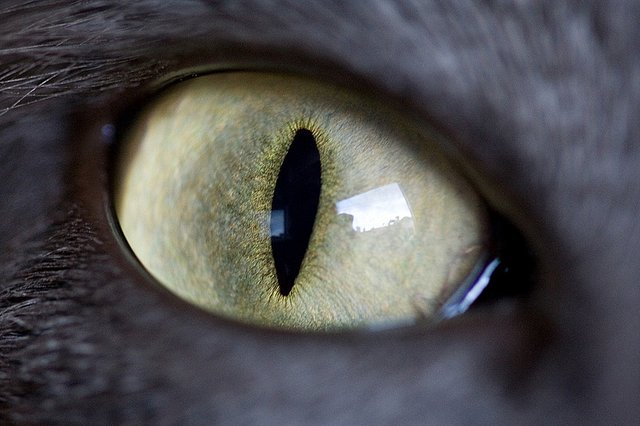 Cat's Eye-01-steemit.jpg