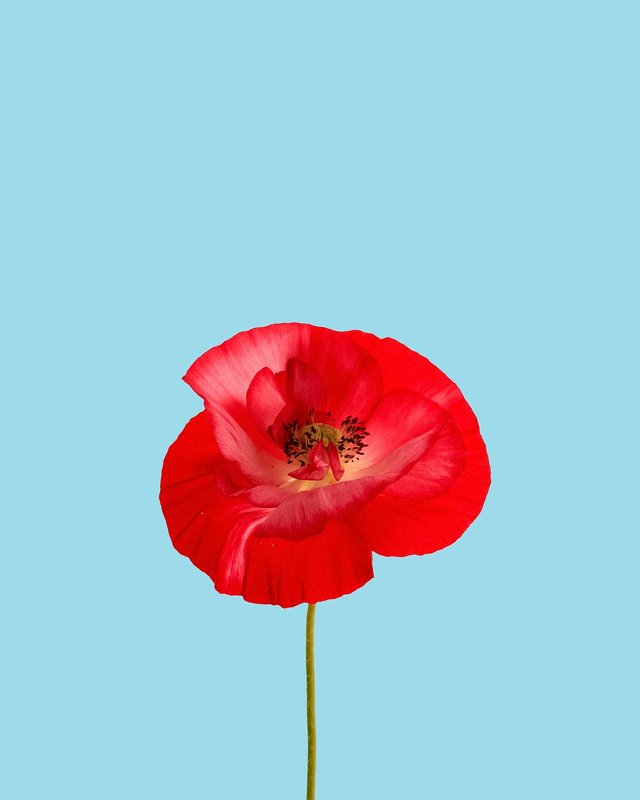 red-poppy-5569413_1280.jpg