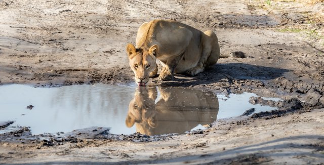 Lioness_Botswana (413)LR-2.jpg