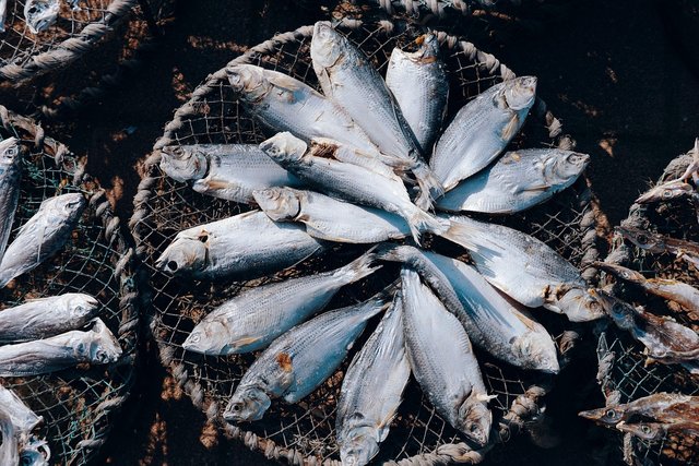 dried-fish-7765491_1280.jpg