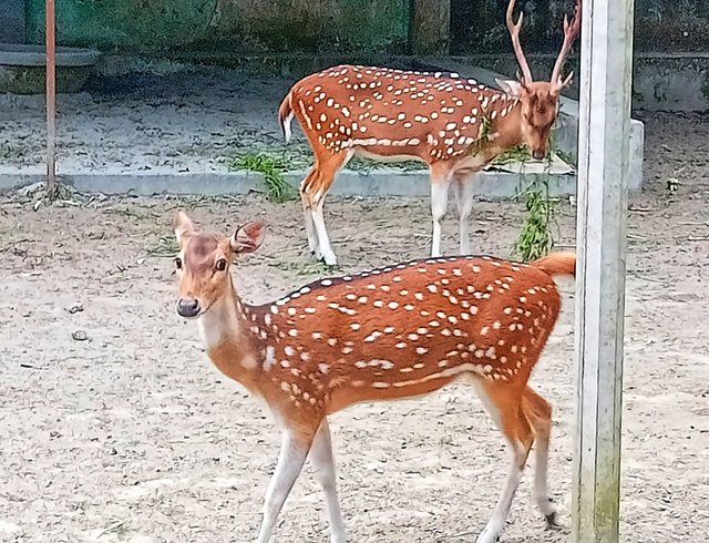 7258xSVeJbKkzXhyseBP