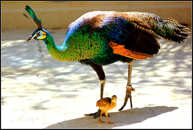 Peacocks_777.jpg