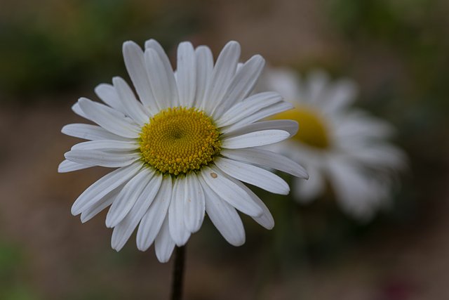 28-05-2018-daisy-05354.jpg