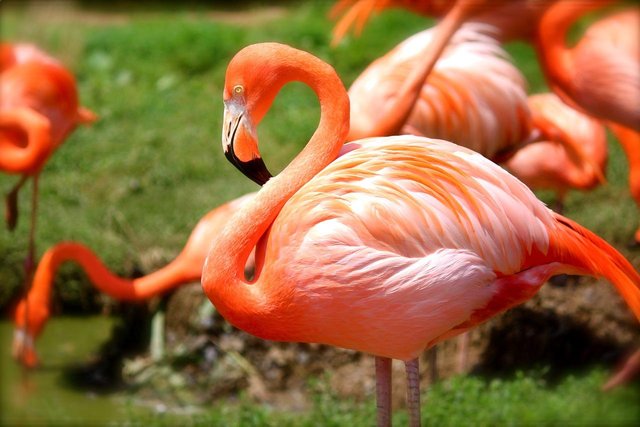 Flamingo.jpg