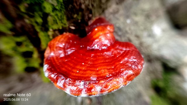 IMG_20250608_132418.jpg