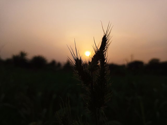 Sun-set.jpg