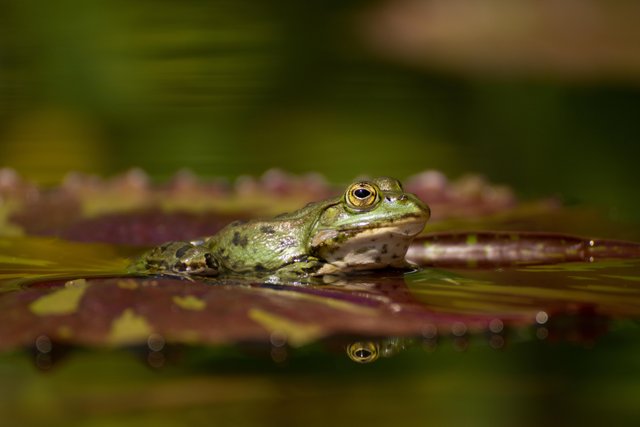 frog-6372101.jpg