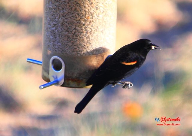 Red-Winged Blackbird PFW0178.JPG