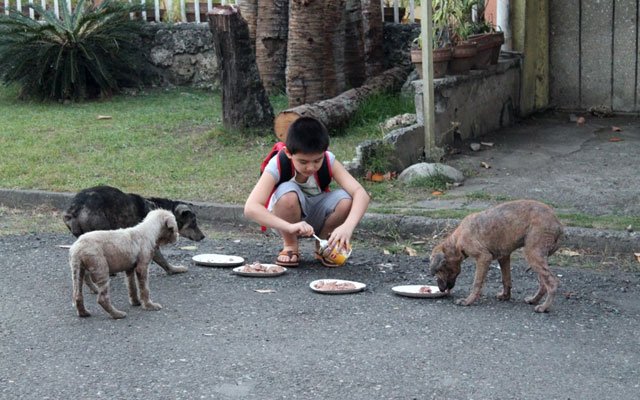 alimentar-perros-callejeros.jpg
