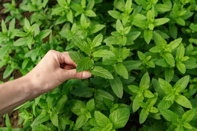 woman-hand-touching-fresh-organic-mint-garden_158595-6934.jpg